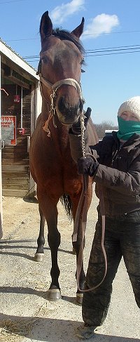 "Banker" is a 16.1 hand Thoroughbred horse for sale directly from the track.