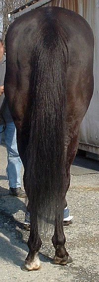Thoroughbred horse for sale. Please call for more information. We do not give prices by e-mail.