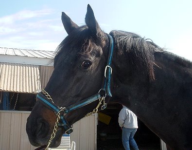 Thoroughbred horse for sale. Please call for more information. We do not give prices by e-mail.