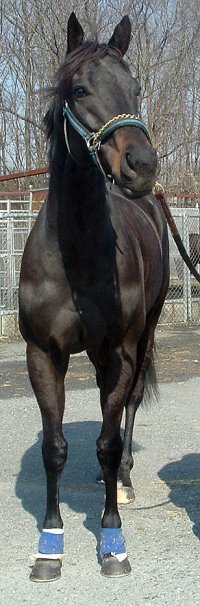 Black Thoroughbred horse for sale. Please call for more information. We do not give prices by e-mail.