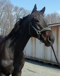 Thoroughbred horse for sale. Please call for more information. We do not give prices by e-mail.