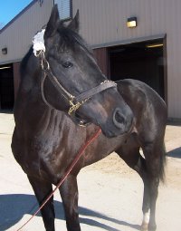 "Blackberry" is a 16 hh, gorgeous black gelding who is just turning four this year. 