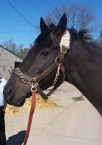 "Blackberry" is a 16 hh, gorgeous black gelding who is just turning four this year. 