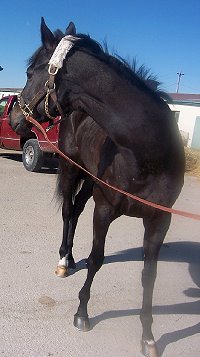 "Blackberry" is a 16 hh, gorgeous black gelding who is just turning four this year. 