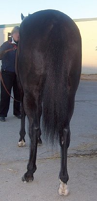 Thoroughbred horse for sale. Please call for more information. We do not give prices by e-mail.
