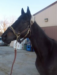 "Blackberry" is a 16 hh, gorgeous black gelding who is just turning four this year. 