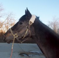 "Blackberry" is a 16 hh, gorgeous black gelding who is just turning four this year. 