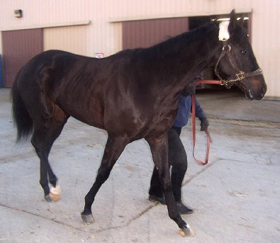 Thoroughbred horse for sale. Please call for more information. We do not give prices by e-mail.