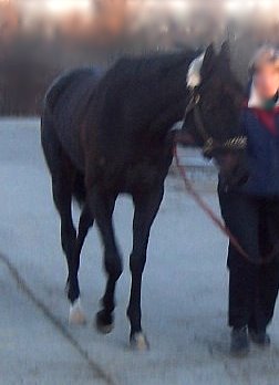 Thoroughbred horse for sale. Please call for more information. We do not give prices by e-mail.