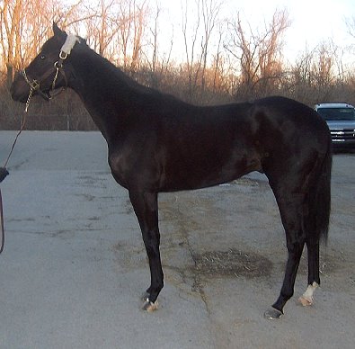 Thoroughbred horse for sale. Please call for more information. We do not give prices by e-mail.