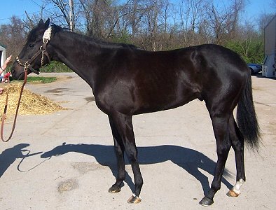 "Blackberry" is a 16 hh, gorgeous black gelding who is just turning four this year. 