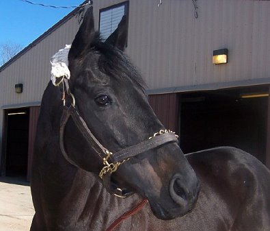 "Blackberry" is a 16 hh, gorgeous black gelding who is just turning four this year. 