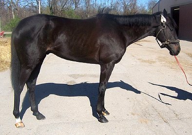 Thoroughbred horse for sale. Please call for more information. We do not give prices by e-mail.
