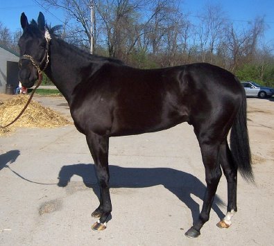 "Blackberry" is a 16 hh, gorgeous black gelding who is just turning four this year. 