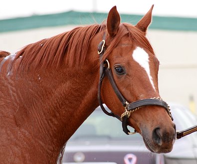 "Bobbi" is a 15'3 hh gelding. He is just turning four
