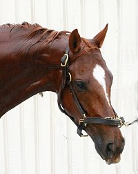 "Bobbi" is a 15'3 hh gelding. He is just turning four