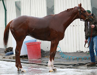 "Bobbi" is a 15'3 hh gelding. He is just turning four