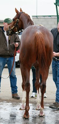 OTTB - Chestnut Thoroughbred horse for sale.