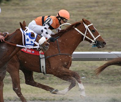 "Bobbi" is a 15'3 hh gelding. He is just turning four