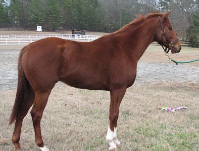 Christian's Hope has filled out in the last year. He is a gorgeous horse.