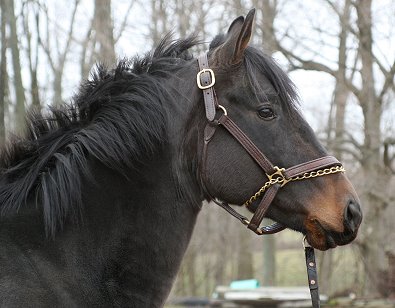 Bubba is just turning three.