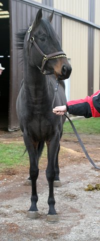 "Bubba" is just turning three and already he is 15'3 hands. OTTB for sale. 