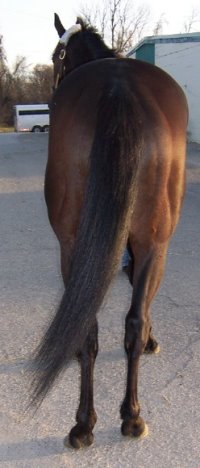 Thoroughbred Horse For Sale