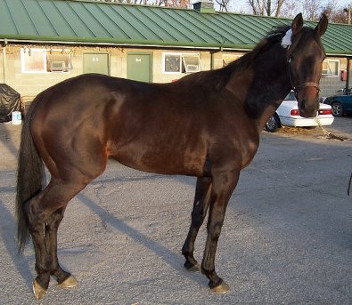 Thoroughbred Horse For Sale