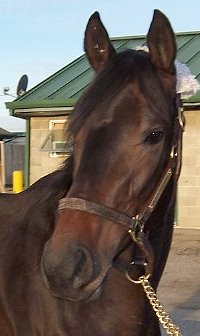 Thoroughbred Horse For Sale