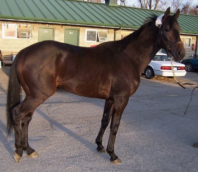 Thoroughbred Horse For Sale