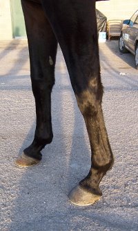Thoroughbred Horse For Sale