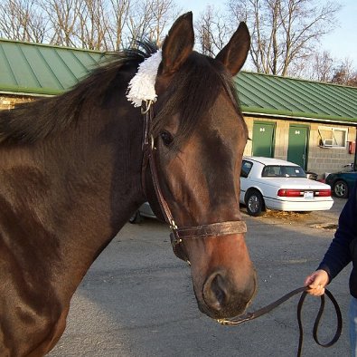 Thoroughbred Horse For Sale