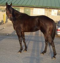 Thoroughbred Horse For Sale