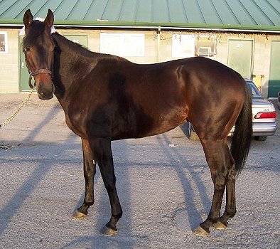 Thoroughbred Horse For Sale