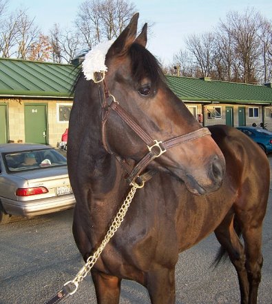 Thoroughbred Horse For Sale