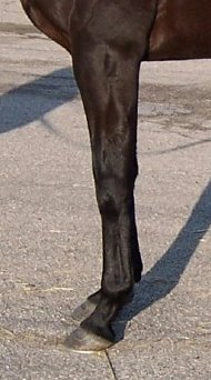 Thoroughbred Horse For Sale