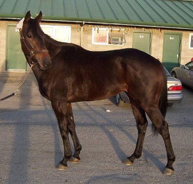 Thoroughbred Horse For Sale