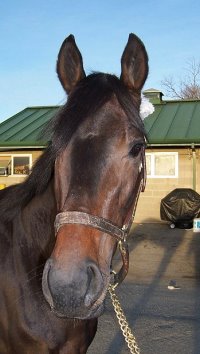 Thoroughbred Horse For Sale
