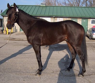 Event prospect horse for sale.