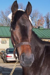 Thoroughbred Horse For Sale