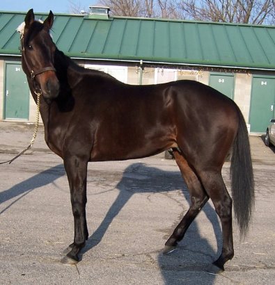 Thoroughbred Horse For Sale