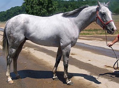 Thoroughbred Horse For Sale