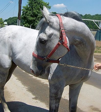 Thoroughbred Horse For Sale