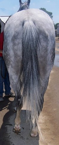 Thoroughbred Horse For Sale