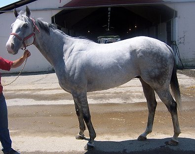 Thoroughbred Horse For Sale