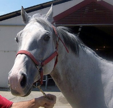 Thoroughbred Horse For Sale