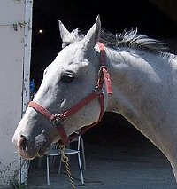 Thoroughbred Horse For Sale
