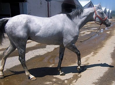 Thoroughbred Horse For Sale