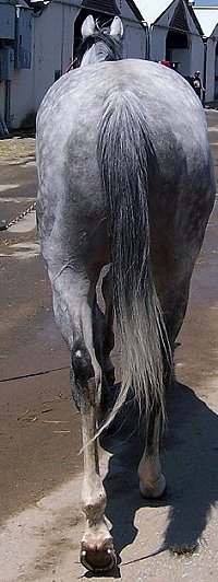 Thoroughbred Horse For Sale