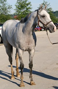 Thoroughbred Horse For Sale